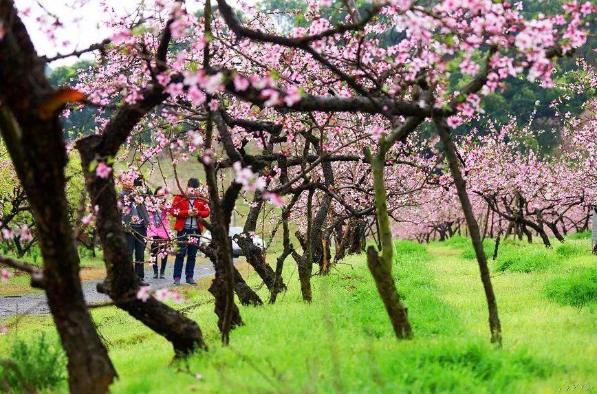 虫虫助手下载